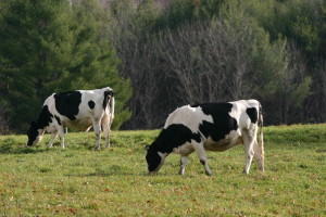 Two_cattle_near_Wantastiquet_Mountain