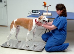 Zoo Veterinarians Employ Accurate Scales