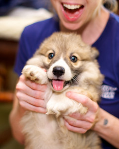 Scales For Weighing Puppies